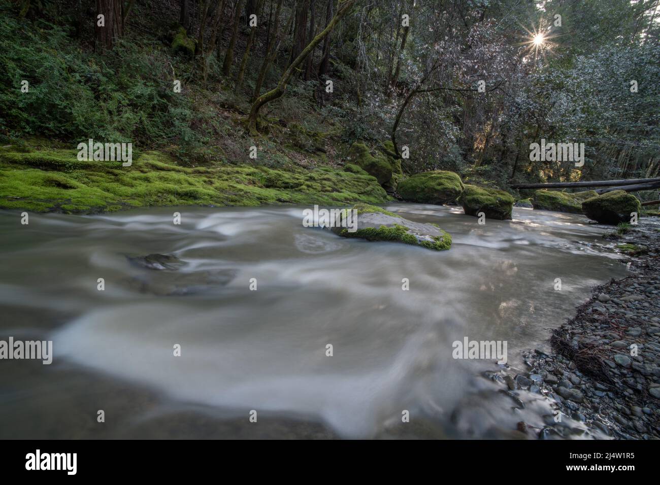 Une rivière dans le nord de la Californie avec des rochers mousseux, et de l'eau courante passant au-dessus des rochers et à travers les arbres dans le comté de Mendocino, aux États-Unis. Banque D'Images