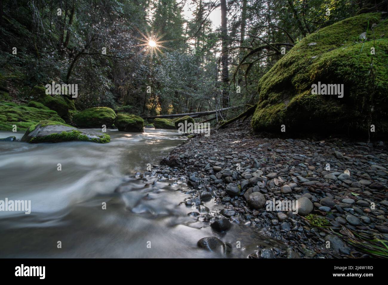 Une rivière dans le nord de la Californie avec des rochers mousseux, et de l'eau courante passant au-dessus des rochers et à travers les arbres dans le comté de Mendocino, aux États-Unis. Banque D'Images