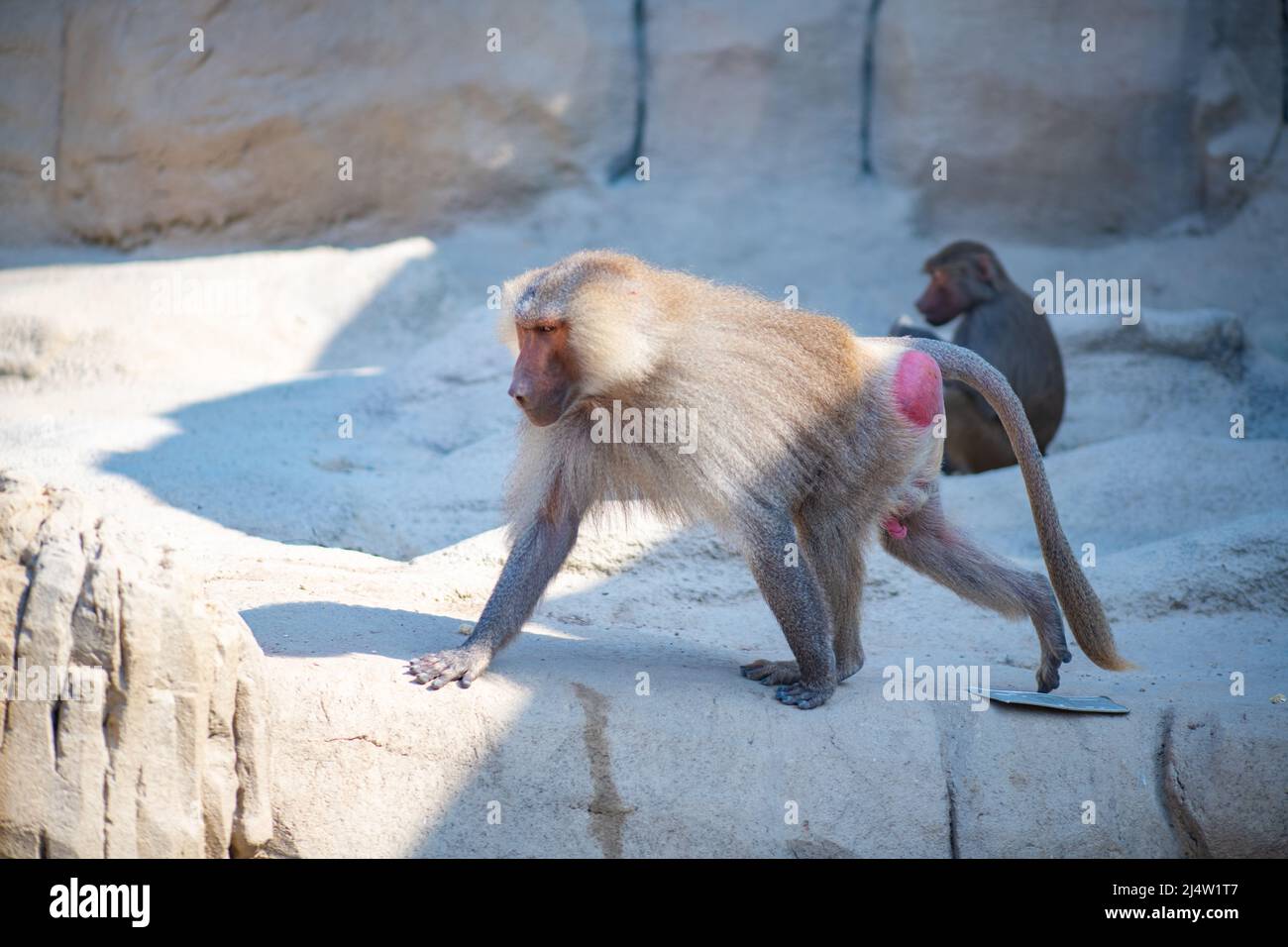 un immense primate se promène dans le zoo Banque D'Images