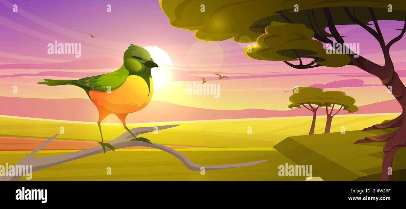 Oiseau mignon assis sur la branche sur le fond de la savane au coucher du soleil. Illustration vectorielle du paysage de savane avec coucou émeraude africain, acacia, herbe verte et soleil le soir Illustration de Vecteur