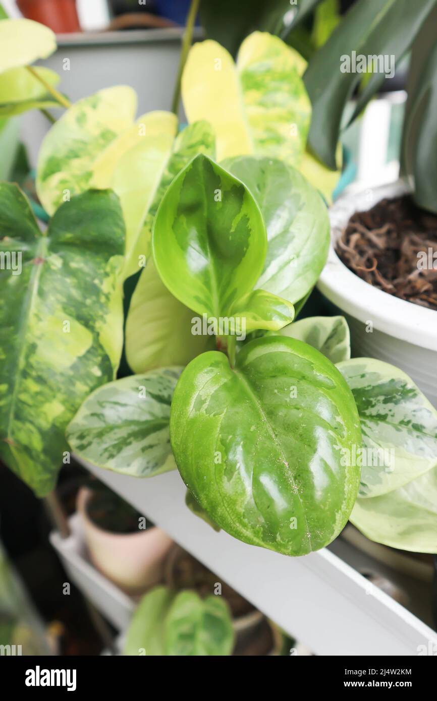 Peperomia obtusifolia, usine de caoutchouc pour bébés ou usine Pepper face ou PIPERACEAE Banque D'Images