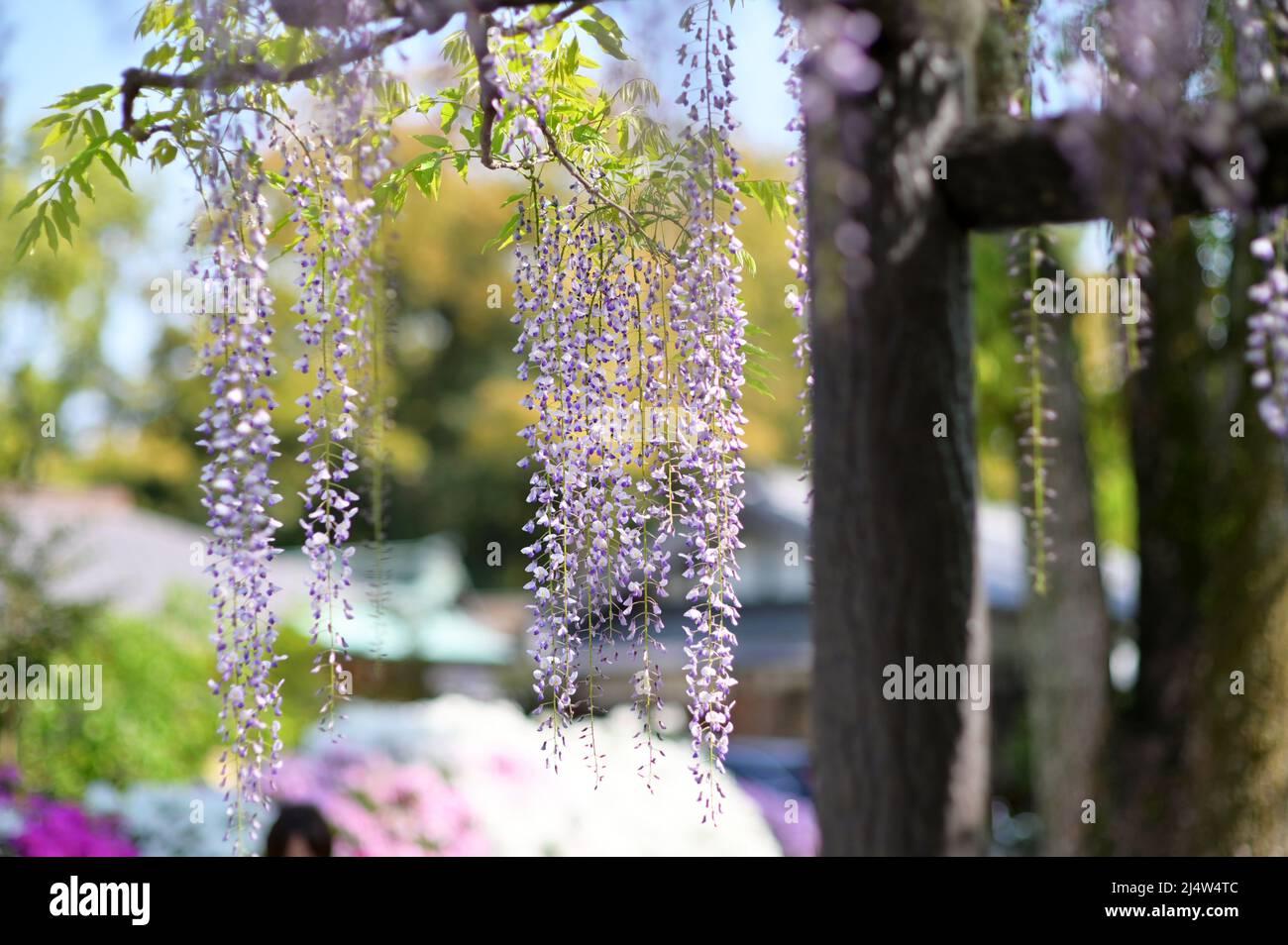 Fleurs de wisteria pendantes d'une structure de support. Fleurs en arrière-plan. Printemps dans un jardin japonais. Banque D'Images