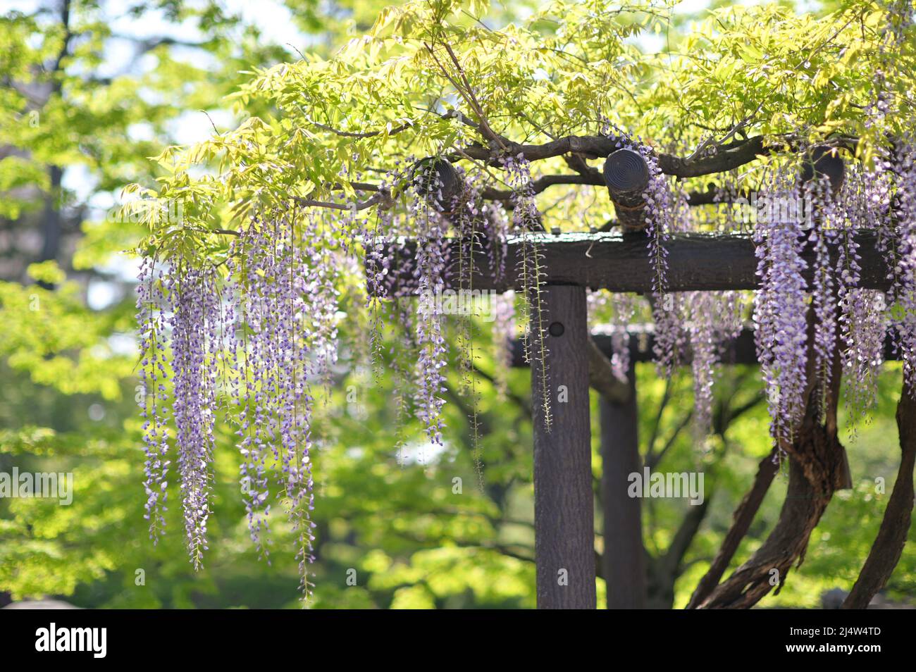 Fleurs de wisteria pendantes d'une structure de support. Printemps. Banque D'Images