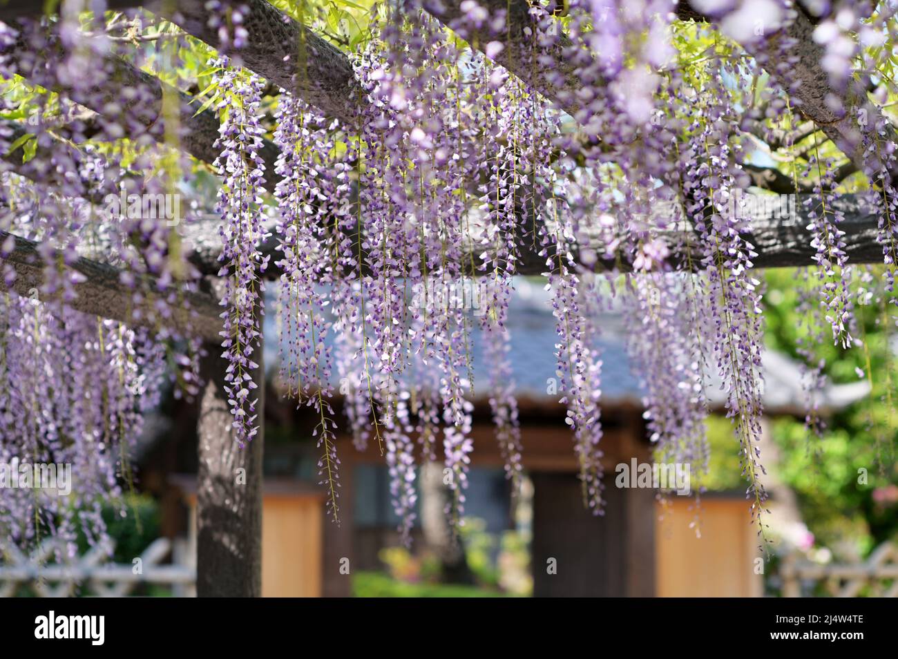 Fleurs de wisteria pendantes d'une structure de support. Porte japonaise en arrière-plan. Printemps dans le jardin japonais. Banque D'Images