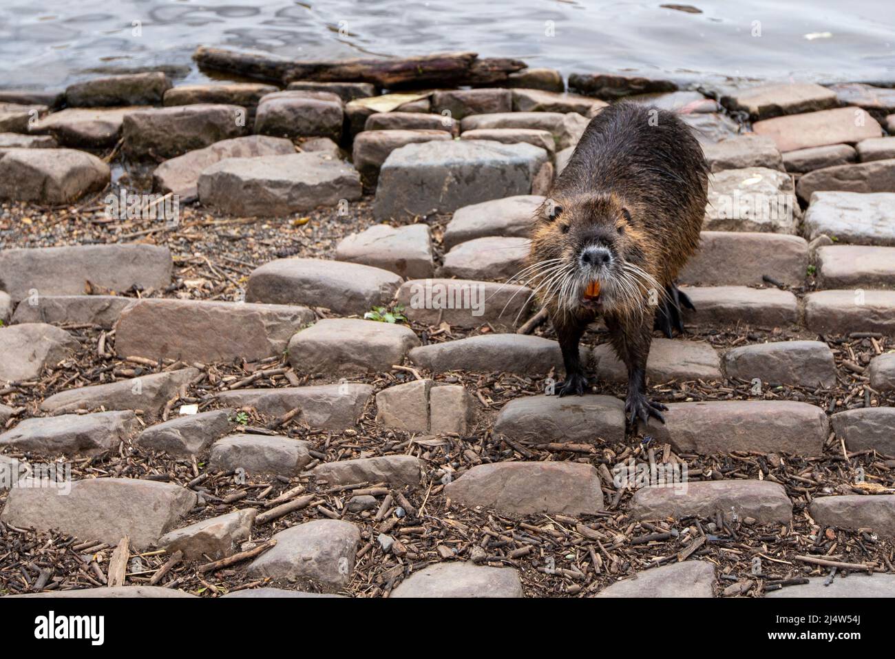 Rat musqué, rat musqué, banque de la Vltava, Prague, République tchèque Banque D'Images