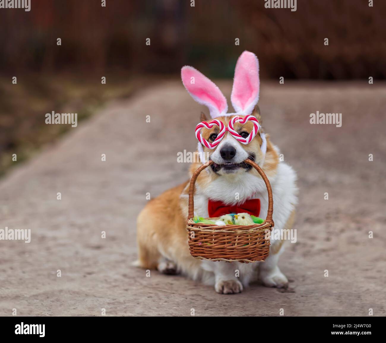 Petite Fille Avec Des Oreilles De Lapin De Pâques Faisant La Chasse Aux  Œufs Dans La Forêt De Printemps Par Une Journée Ensoleillée, À L'extérieur.  Joli Enfant Heureux Avec Beaucoup De Fleurs