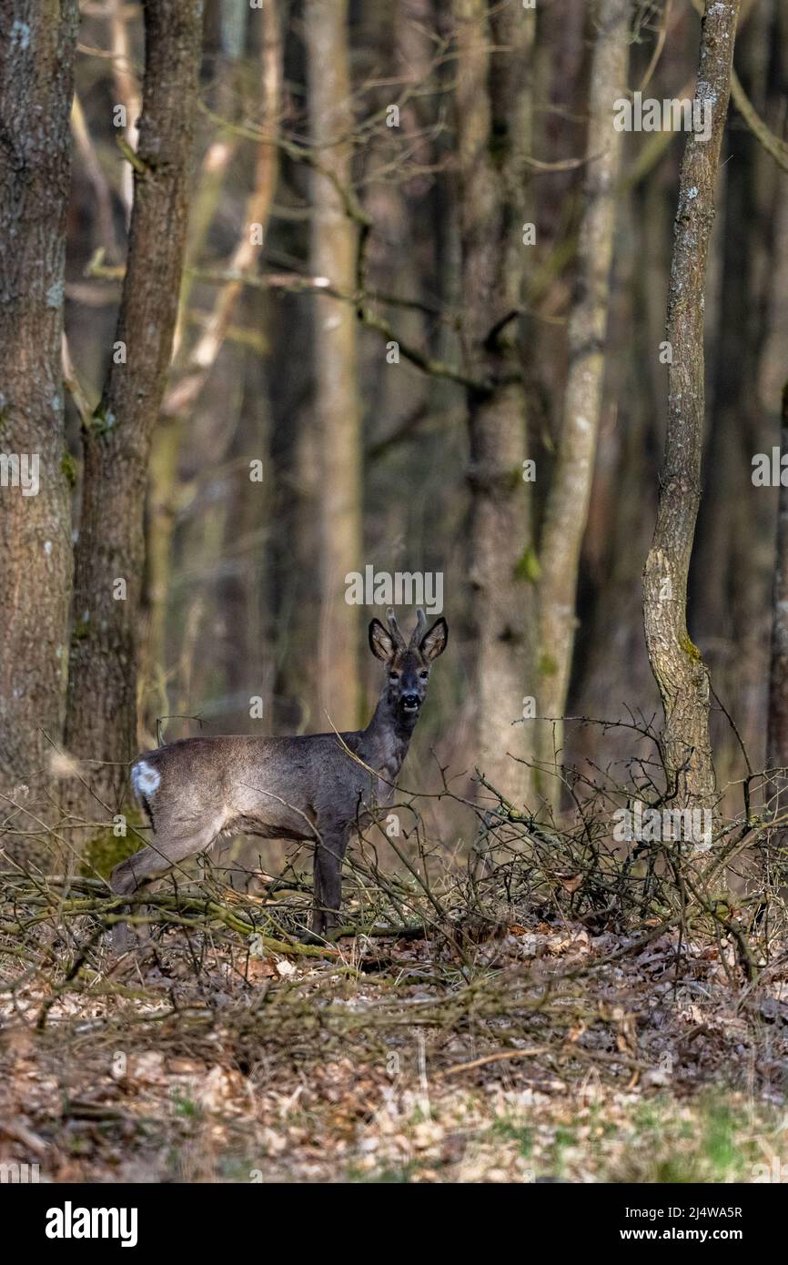 Cerf de Virginie (Capranolus capranolus) dans la forêt. Parc national de Kampinoski, Pologne. Banque D'Images