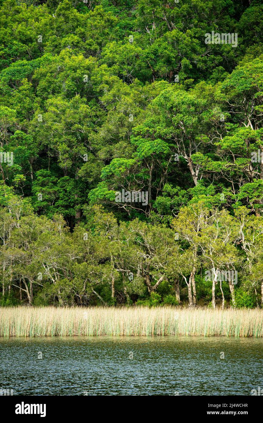 Le lac Allom est un Trésor de touristes, niché dans une forêt d'arbres de Melaleuca (écorce de papier) et Hoop Pines (Araucaria cunninghamii). Fraser Island, Queensland. Banque D'Images