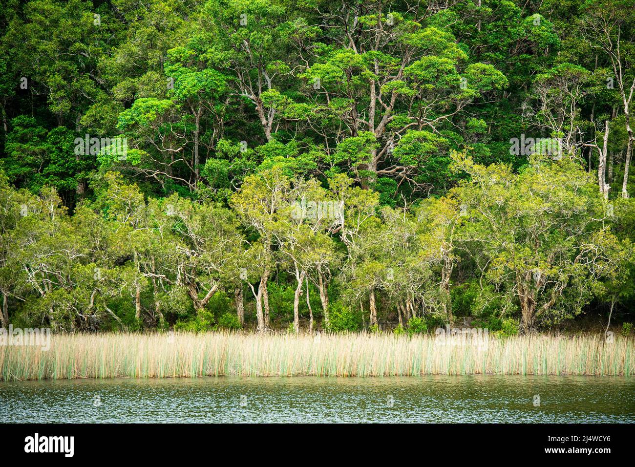 Le lac Allom est un Trésor de touristes, niché dans une forêt d'arbres de Melaleuca (écorce de papier), Hoop Pines (Araucaria cunninghamii) et de perruques. Fraser Island Banque D'Images