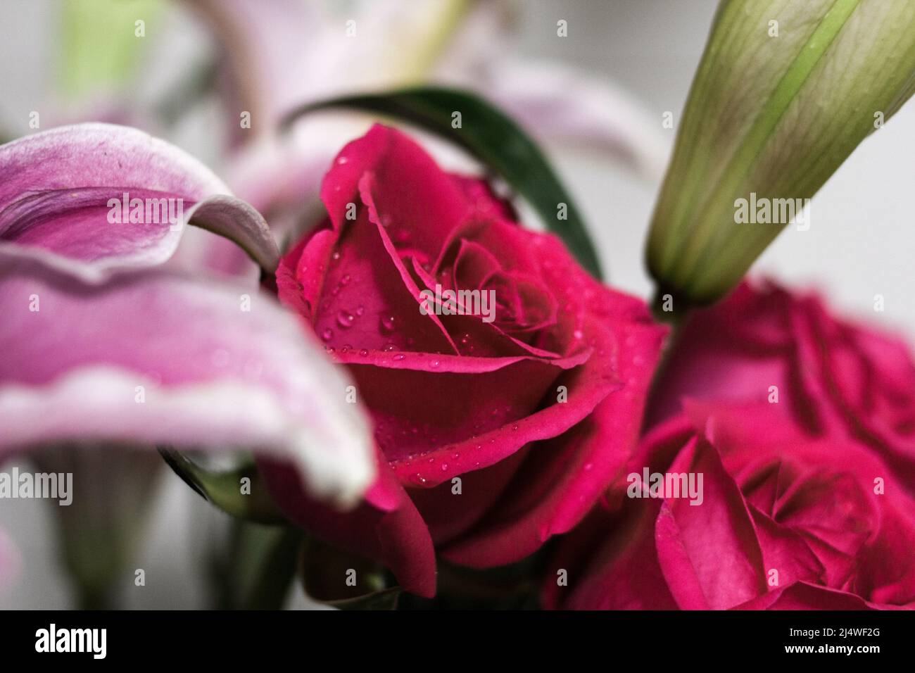 Rose rouge avec des gouttelettes d'eau Banque D'Images