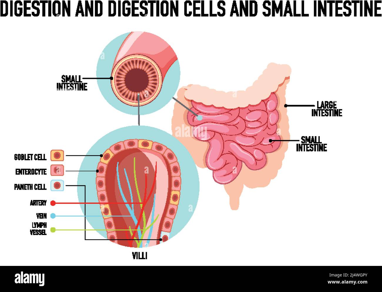 Schéma illustrant la digestion et les cellules dans l'intestin grêle Illustration de Vecteur