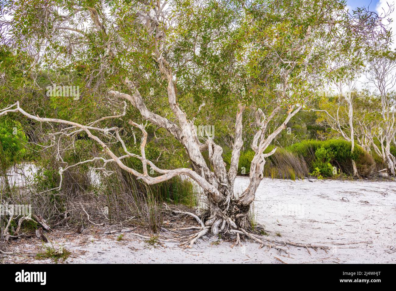 Arbres en écorce de papier (Melaleuca quinquenervia) sur la rive du magnifique lac Birabeen sur Fraser Island, Queensland, Australie. Banque D'Images