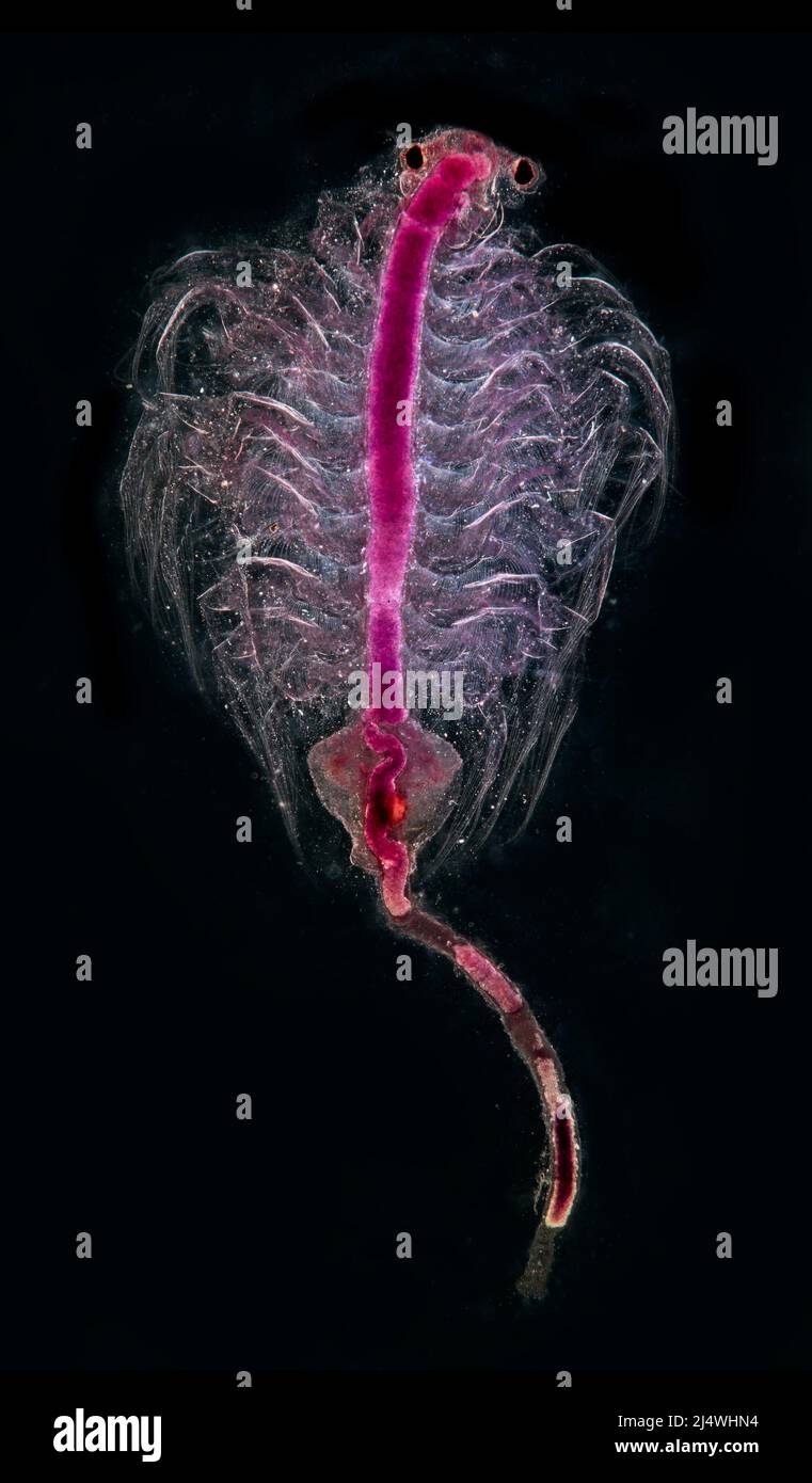 Artemia, crevettes saumures, lame colorée, photomicrographe à fond noir Banque D'Images