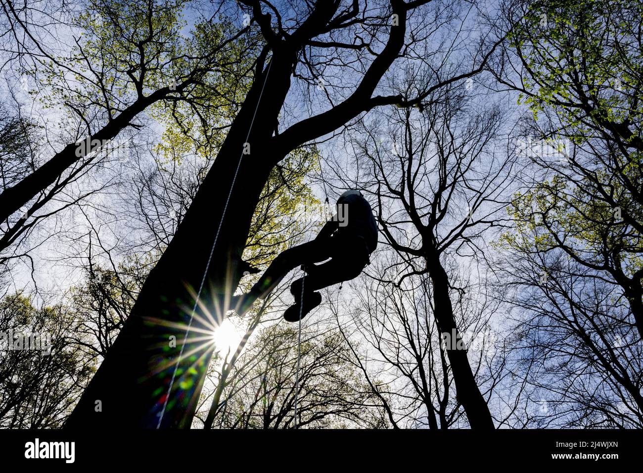 Utrecht, pays-Bas. 18th avril 2022. 2022-04-18 11:16:03 UTRECHT - l'escalade des arbres est pratiquée dans les arbres du domaine d'Amelisweerd. Le groupe d'action Amelisweerd Not Asphalt veut qu'un groupe d'activistes soit prêt à monter des arbres en toute sécurité et, si nécessaire, à y rester plus longtemps. ANP ROBIN UTRECHT pays-bas Out - belgique Out crédit: ANP/Alay Live News Banque D'Images