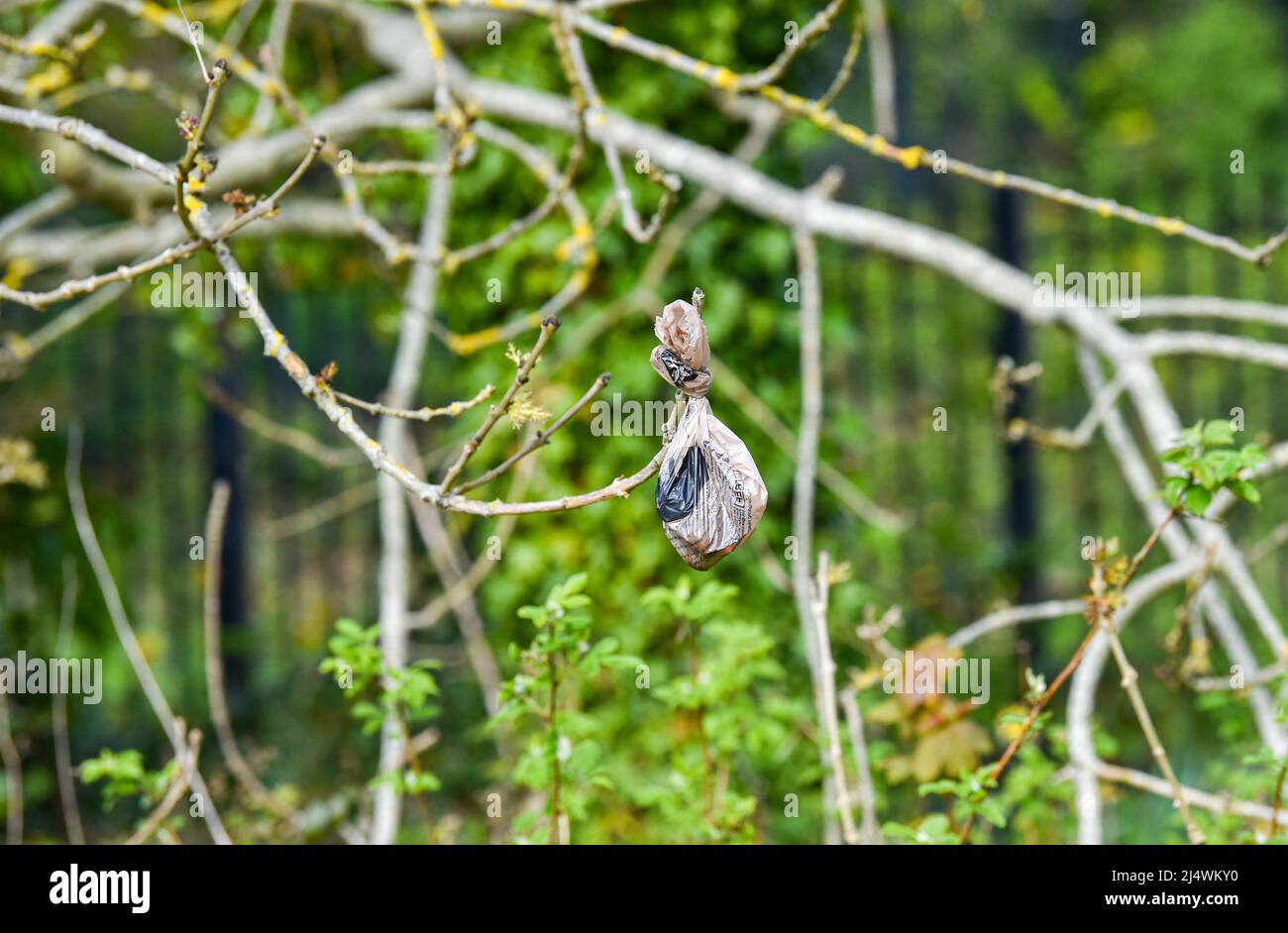 Brighton UK 18th avril 2022 - mess pour chiens laissés dans des sacs en plastique suspendus dans les bois à Stanmer Park , Brighton ce matin : Credit Simon Dack / Alamy Live News Banque D'Images