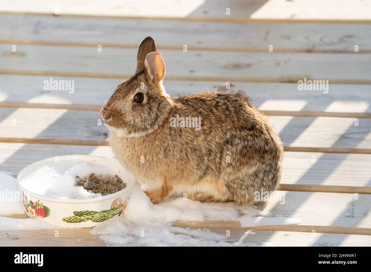 C'est l'un des lapins de gamme libre que nous élevons sur notre propriété dans le comté rural de Door Wisconsin. Celui-ci se présentera souvent sur le pont et se fera un échantillon de nourriture Banque D'Images