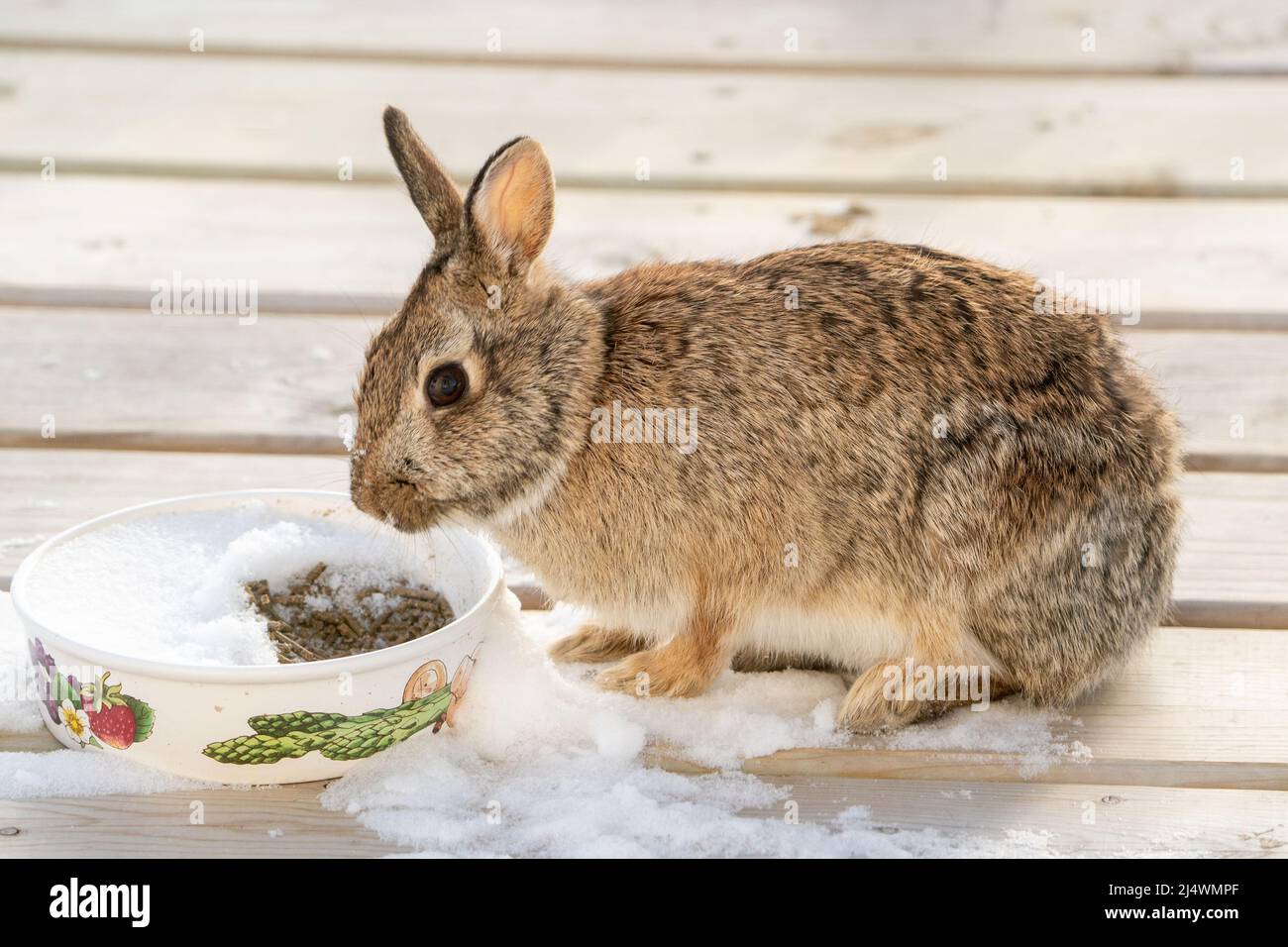 C'est l'un des lapins de gamme libre que nous élevons sur notre propriété dans le comté rural de Door Wisconsin. Celui-ci se présentera souvent sur le pont et se fera un échantillon de nourriture Banque D'Images