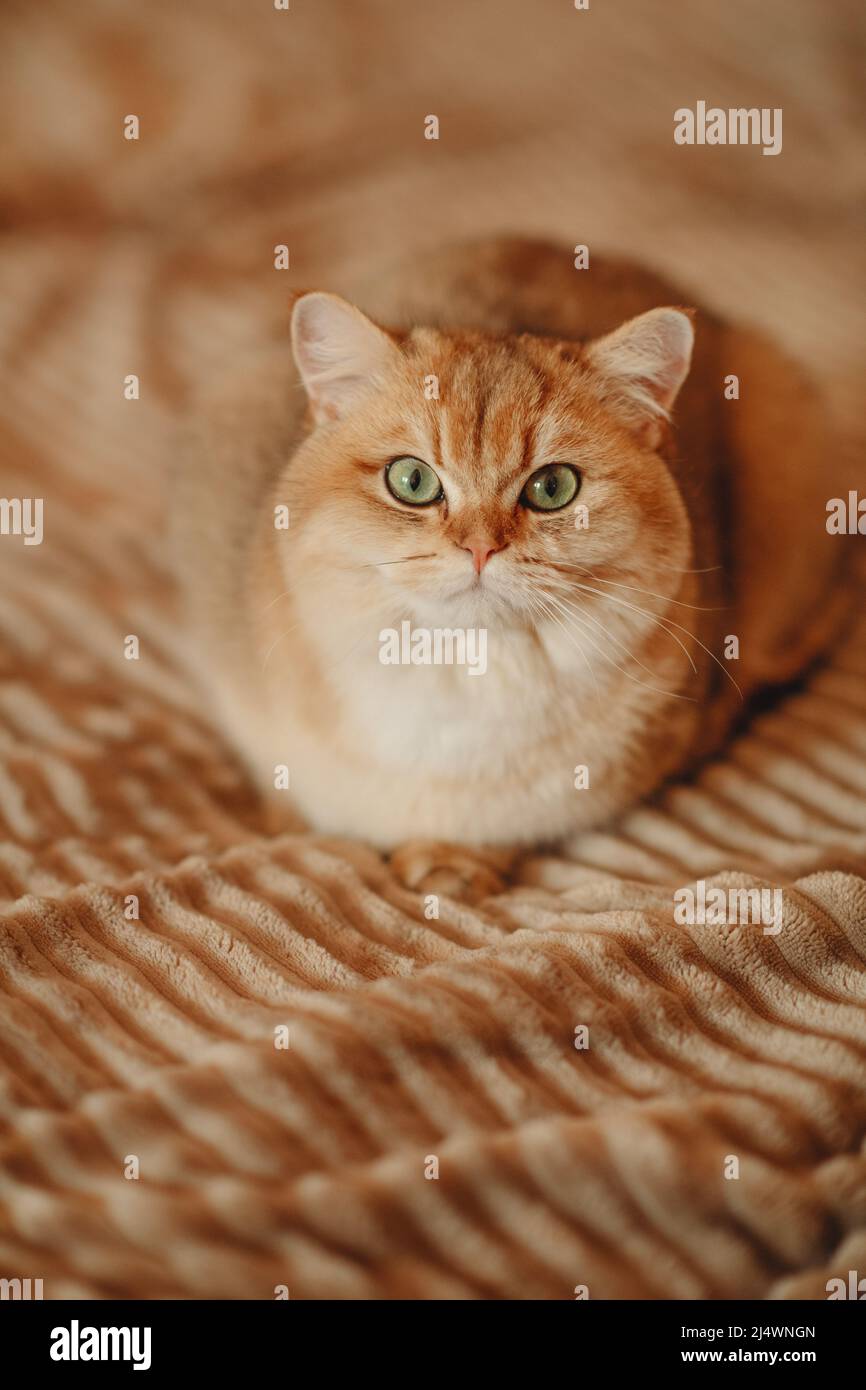 Chat rouge domestique, animal de compagnie, jeune chat en bonne santé, photo d'animal de haute qualité Banque D'Images