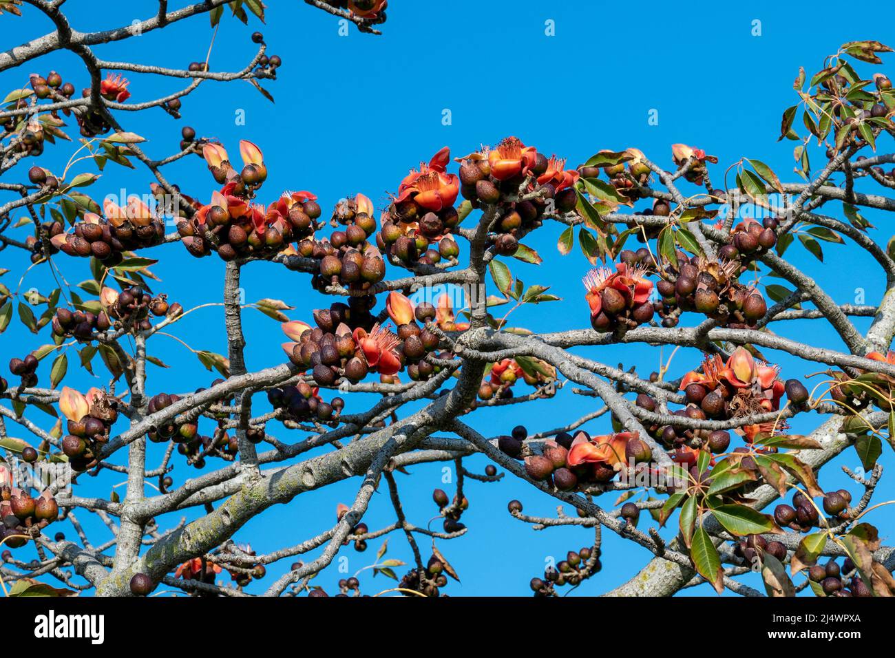 Belles fleurs rouges sur l'arbre. Fleurit la Bombax Ceiba ou le cotton Tree sur la mer Morte. Gros plan. Banque D'Images