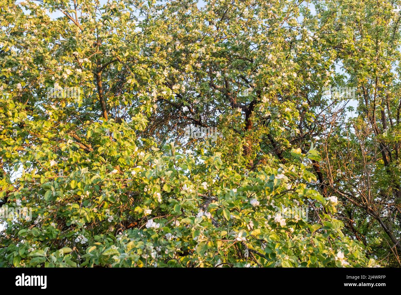 Arrière-plan de printemps des branches d'un pommier en fleur. Fleurs pommiers en gros plan. Fleurs de pomme blanche pour la publication, la conception, l'affiche Banque D'Images