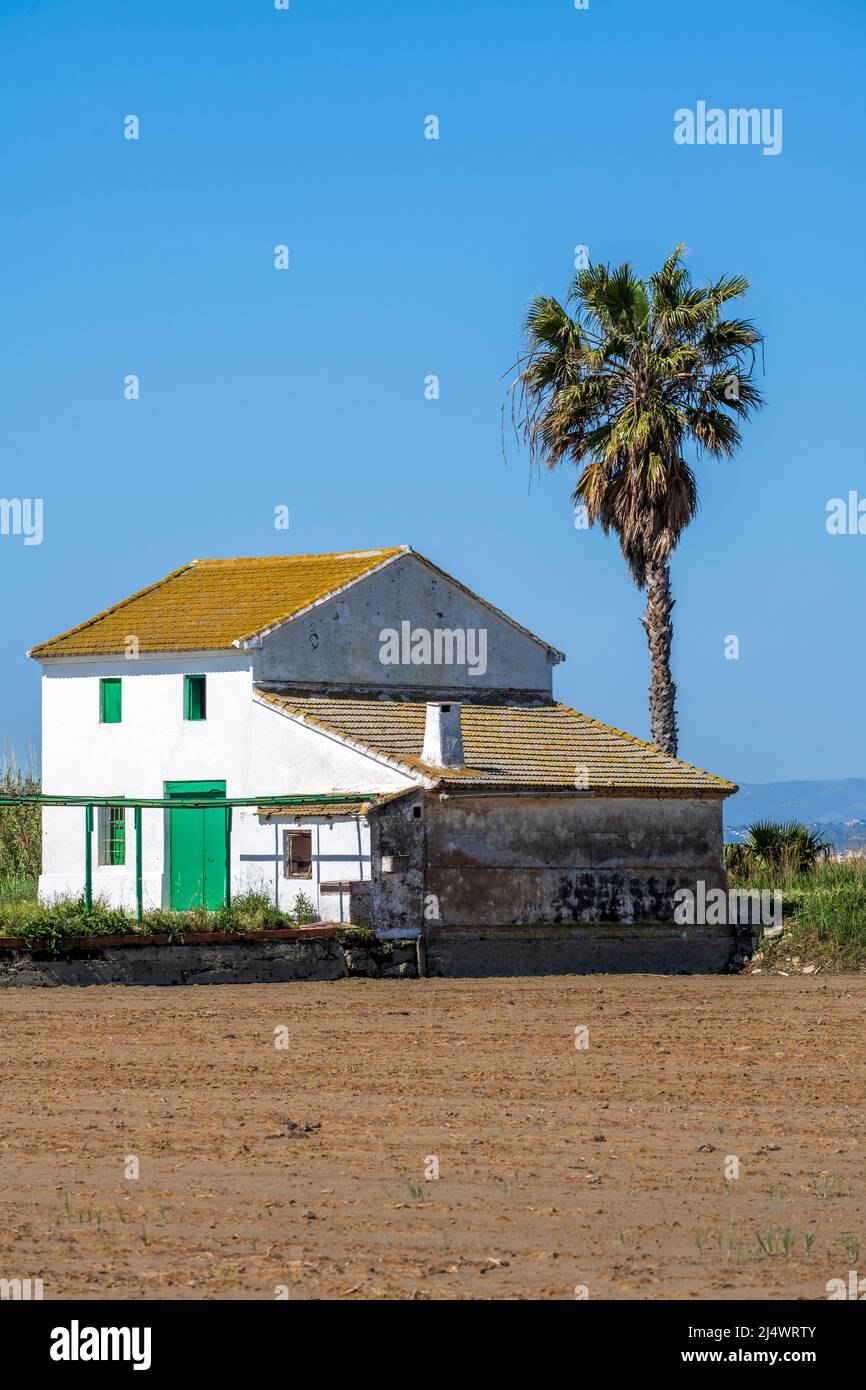Ferme avec palmier, El Palmar, Communauté Valencienne, Espagne Banque D'Images