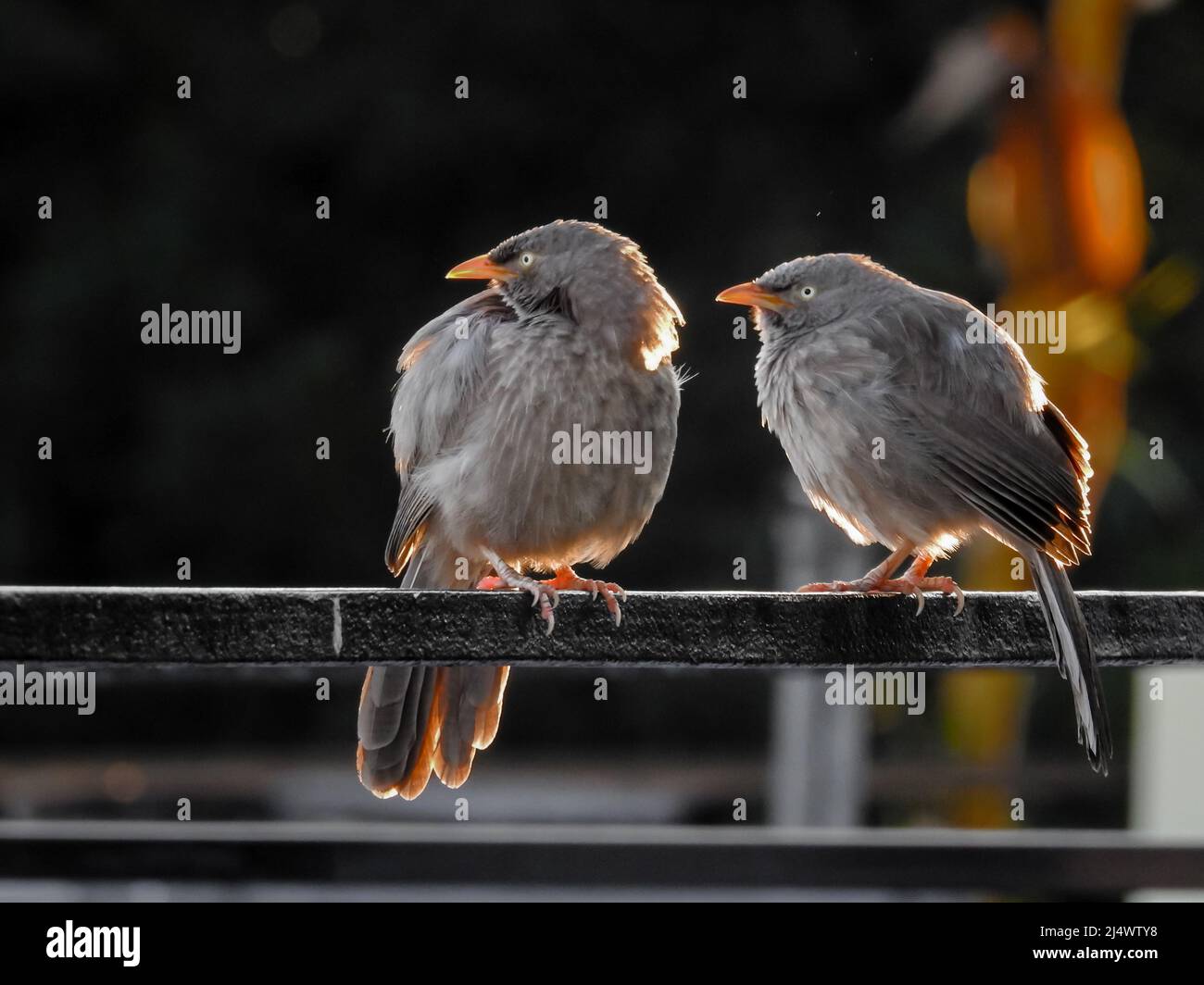 Un couple de barboteuse de jungle (Argya striata) assis sur un poteau. La gardienne de la jungle (Argya striata) est un membre de la famille des Leiothrichidae trouvés dans l'Indi Banque D'Images