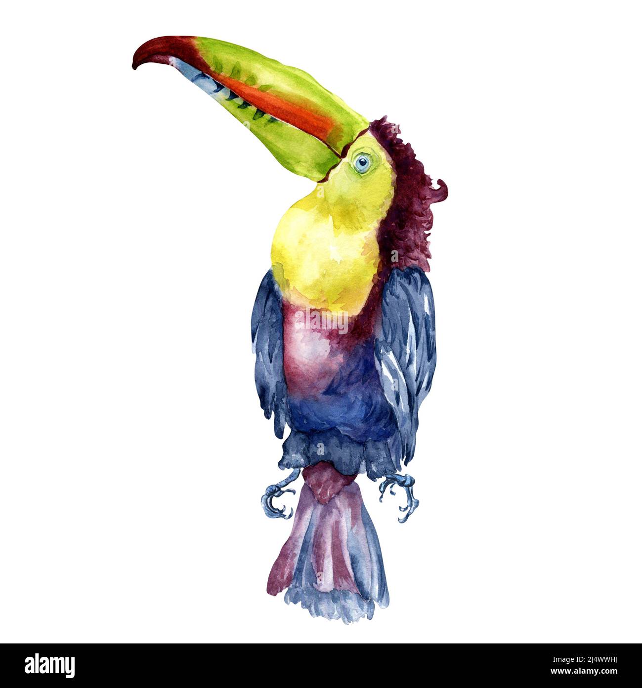 Illustration d'aquarelle d'oiseau tropical exotique de Toucan, peinte à la main un oiseau coloré avec grand bec, vie d'animal multicolore pour compositions, salutation c Banque D'Images