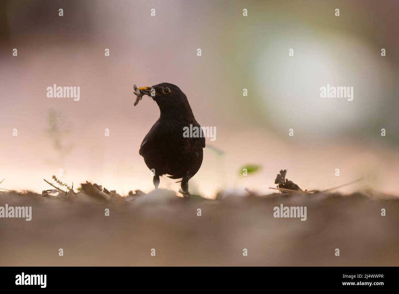 Oiseau noir commun ou oiseau noir eurasien (Turdus merula) cet oiseau est trouvé dans toute l'Europe et le proche-Orient et se nourrit d'une variété d'aliments, dans Banque D'Images