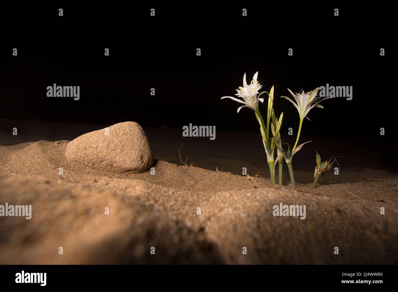 Un jeune enfant sent un caffodil de mer, le pancratium de mer (pancratium maritimum) sur la côte méditerranéenne, israël, en octobre de nuit Banque D'Images