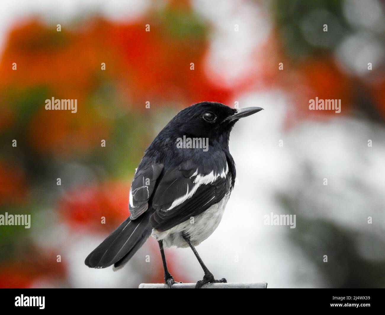 Le magpie-Robin oriental (Copsyrus saularis) est un petit oiseau de passereau qui était autrefois classé comme membre de la famille des Turidae, mais maintenant Banque D'Images