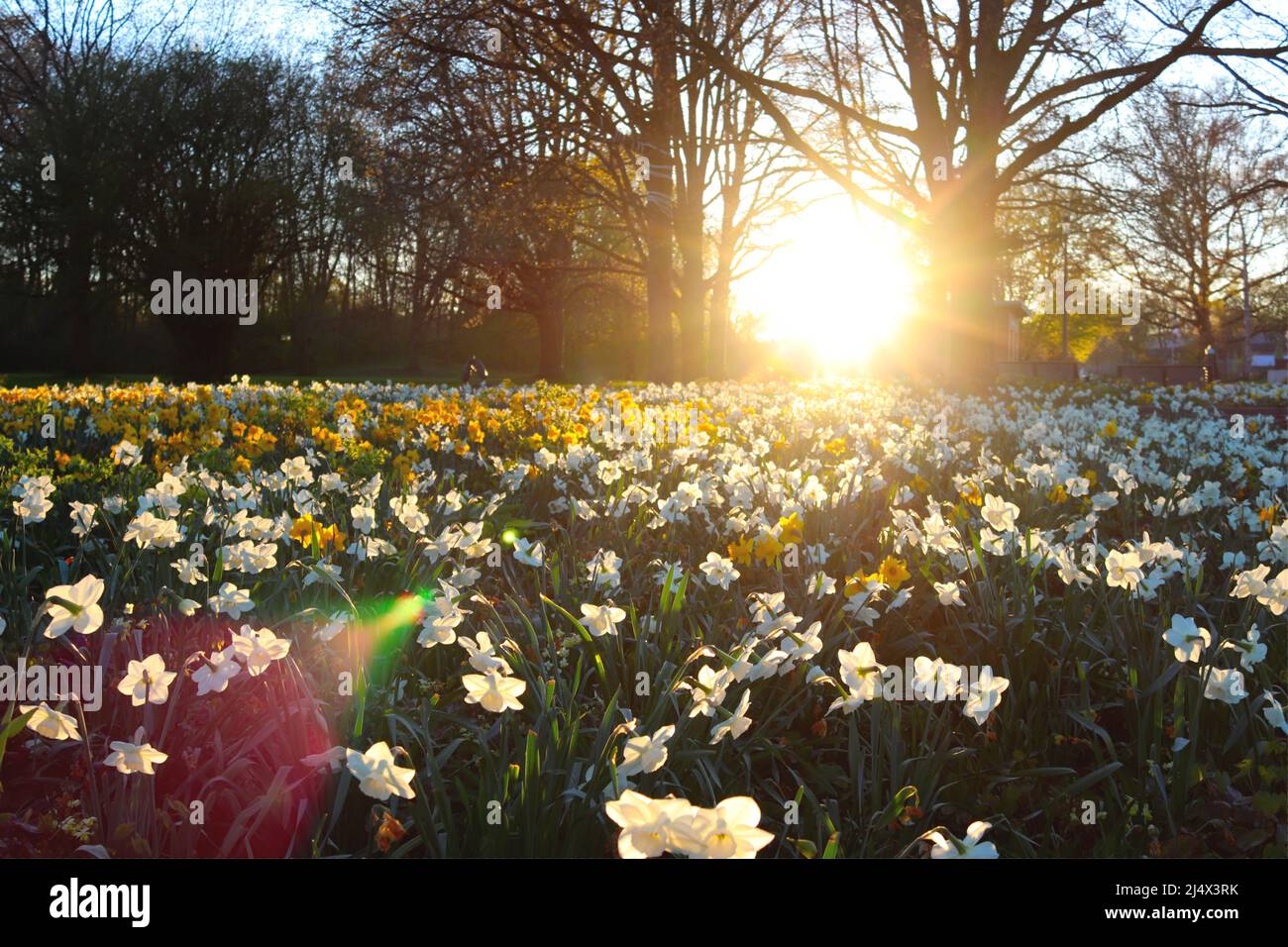 Soleil descendant sur un champ plein de fleurs. Banque D'Images