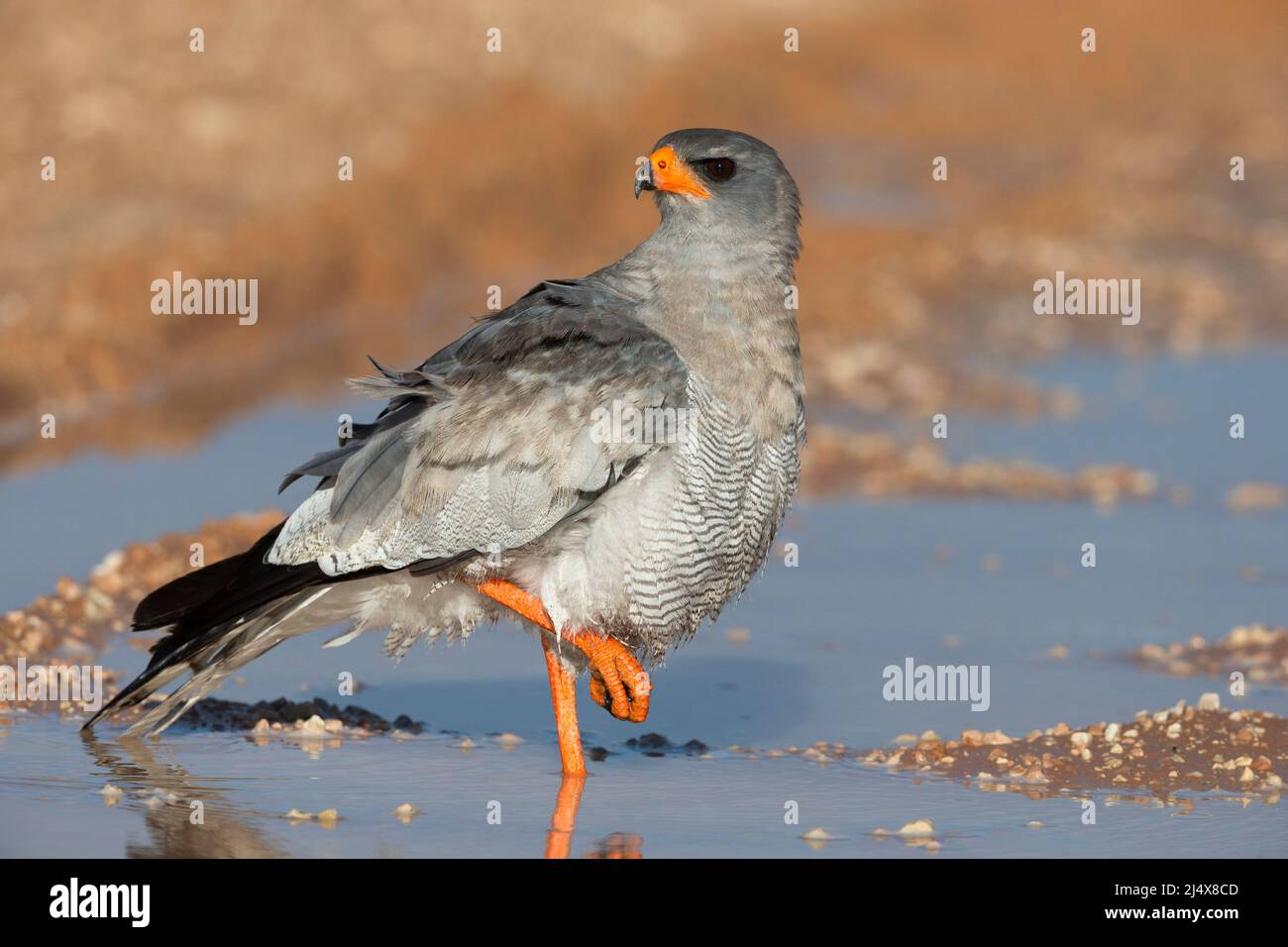 Perfaucon de chants pâles (Melierax canorus), parc transfrontier de Kgalagadi, Afrique du Sud, février 2022 Banque D'Images