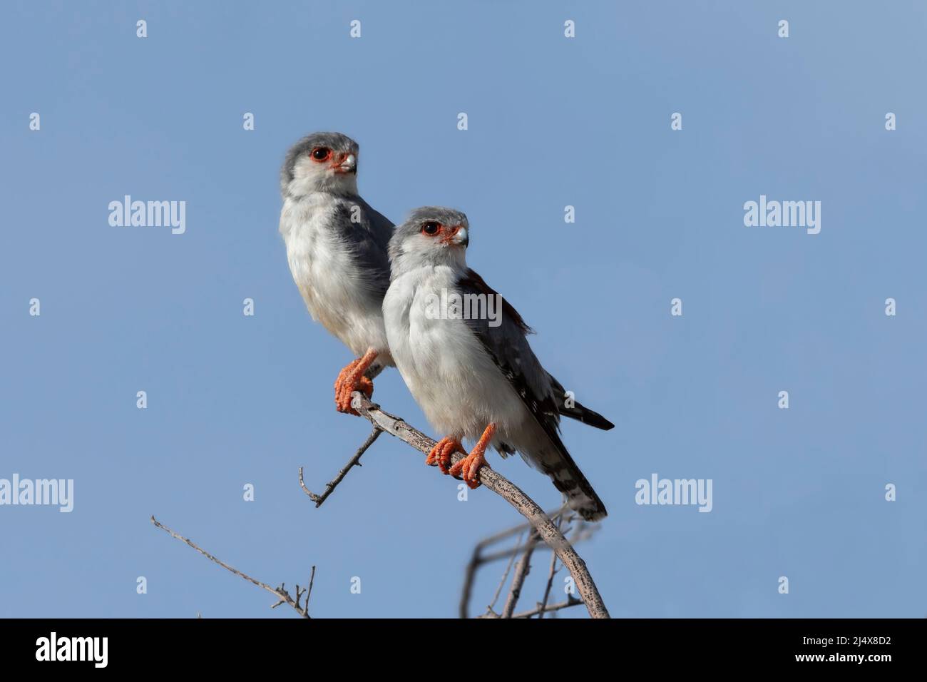 Paire de faucon pygmée (Polihierax semitorquatus), mâle derrière, femelle plus proche, parc transfrontier de Kgalagadi, Afrique du Sud, Février 2022 Banque D'Images