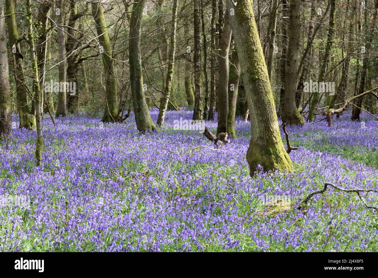 Dorking, Surrey, Angleterre, Royaume-Uni. 18th avril 2022. Une superbe exposition de cloches à Whitedown Wood dans les collines de Surrey, près de Dorking. Les cloches britanniques indigènes dans les bois anciens sur les craies sont à leur meilleur, et idéal pour une promenade de vacances de banque. Crédit : Julia Gavin/Alamy Live News Banque D'Images Dorking, Surrey, Angleterre, Royaume-Uni. 18th avril 2022. Une superbe exposition de cloches à Whitedown Wood dans les collines de Surrey, près de Dorking. Les cloches britanniques indigènes dans les bois anciens sur les craies sont à leur meilleur, et idéal pour une promenade de vacances de banque. Crédit : Julia Gavin/Alamy Live News Banque D'Images