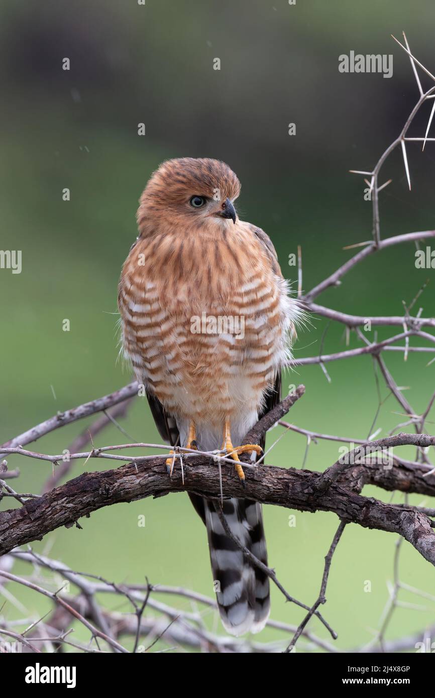 Pohhawk de Gabar juvénile (Micronisus gabar), parc transfrontier de Kgalagadi, Afrique du Sud, février 2022 Banque D'Images