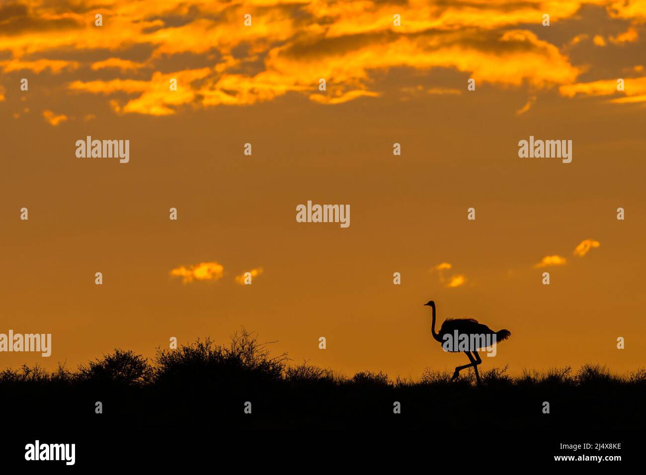 Autruche (Struthio camelus) au lever du soleil, parc transfrontier de Kgalagadi, Afrique du Sud, janvier 2022 Banque D'Images