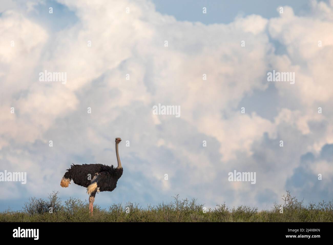 Autruche (Struthio camelus), parc transfrontier de Kgalagadi, Afrique du Sud, janvier 2022 Banque D'Images