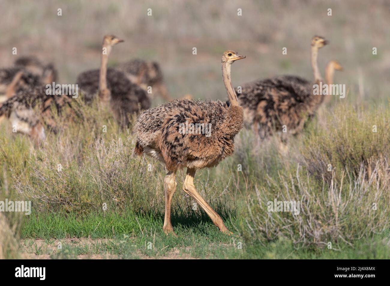 Jeune autruche (Struthio camelus), parc transfrontier de Kgalagadi, Afrique du Sud, janvier 2022 Banque D'Images