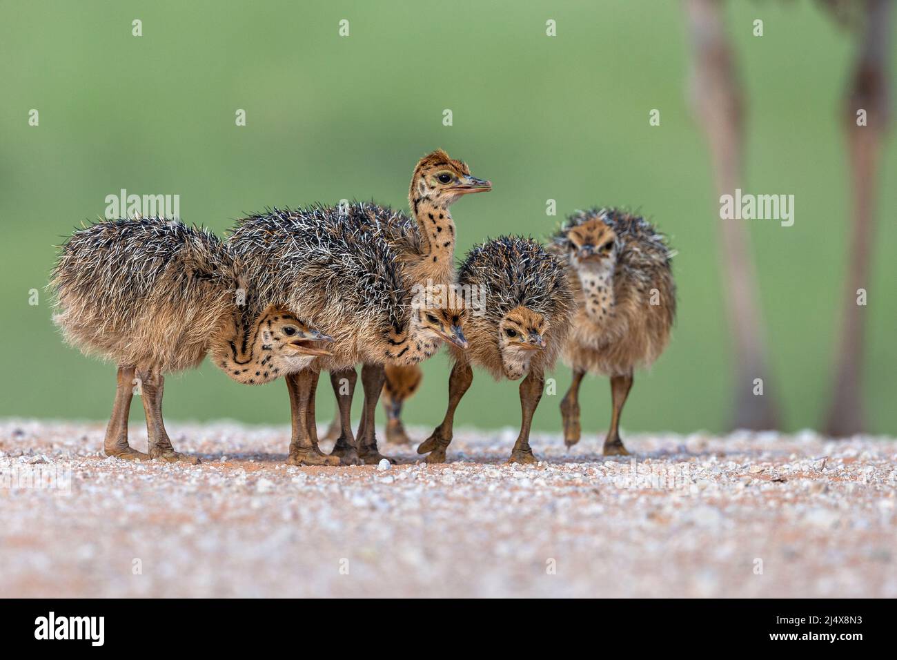 Poussins d'autruche (Struthio camelus), parc transfrontier de Kgalagadi, Afrique du Sud, janvier 2022 Banque D'Images