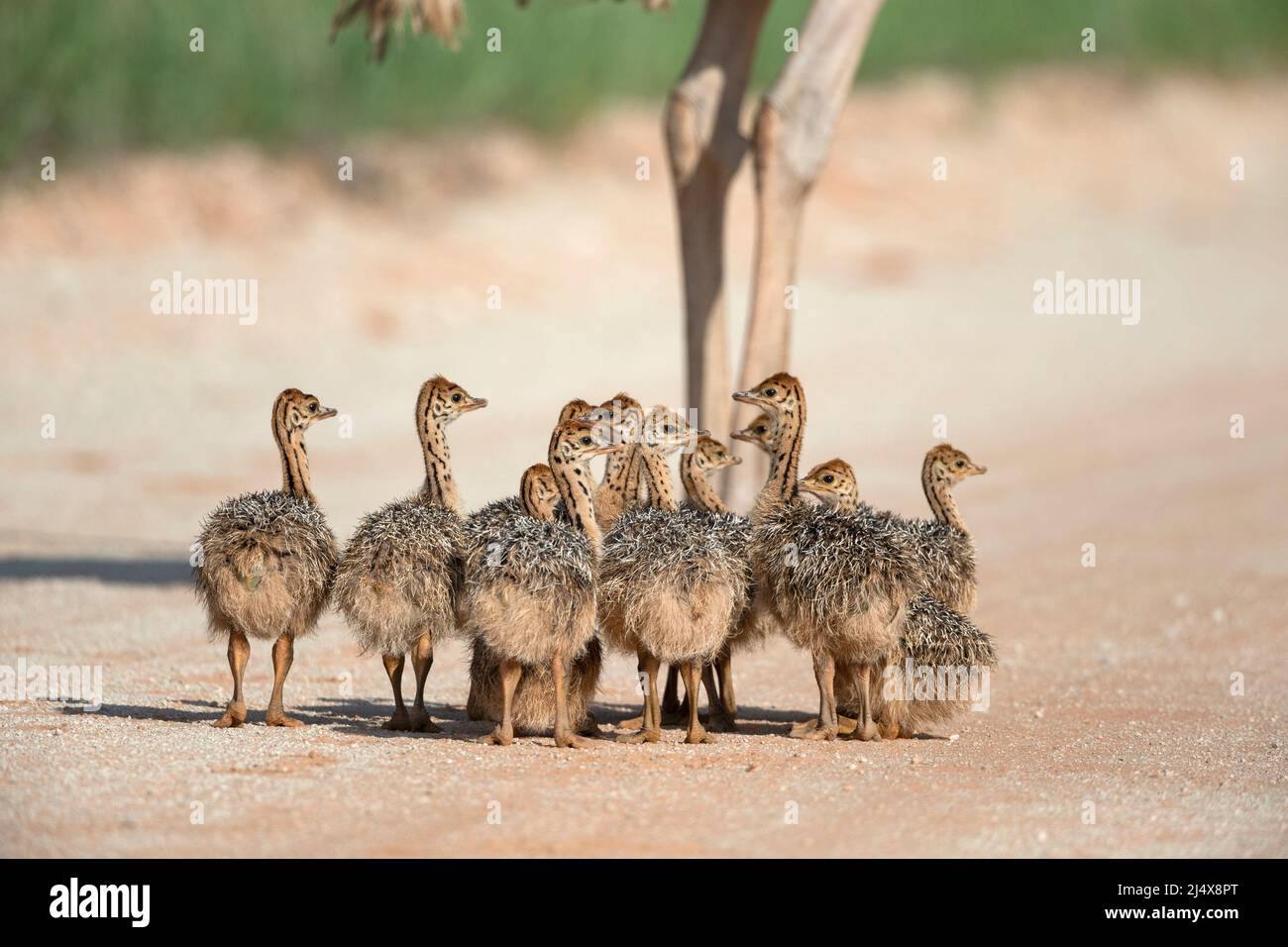 Poussins d'autruche (Struthio camelus), parc transfrontier de Kgalagadi, Afrique du Sud, janvier 2022 Banque D'Images