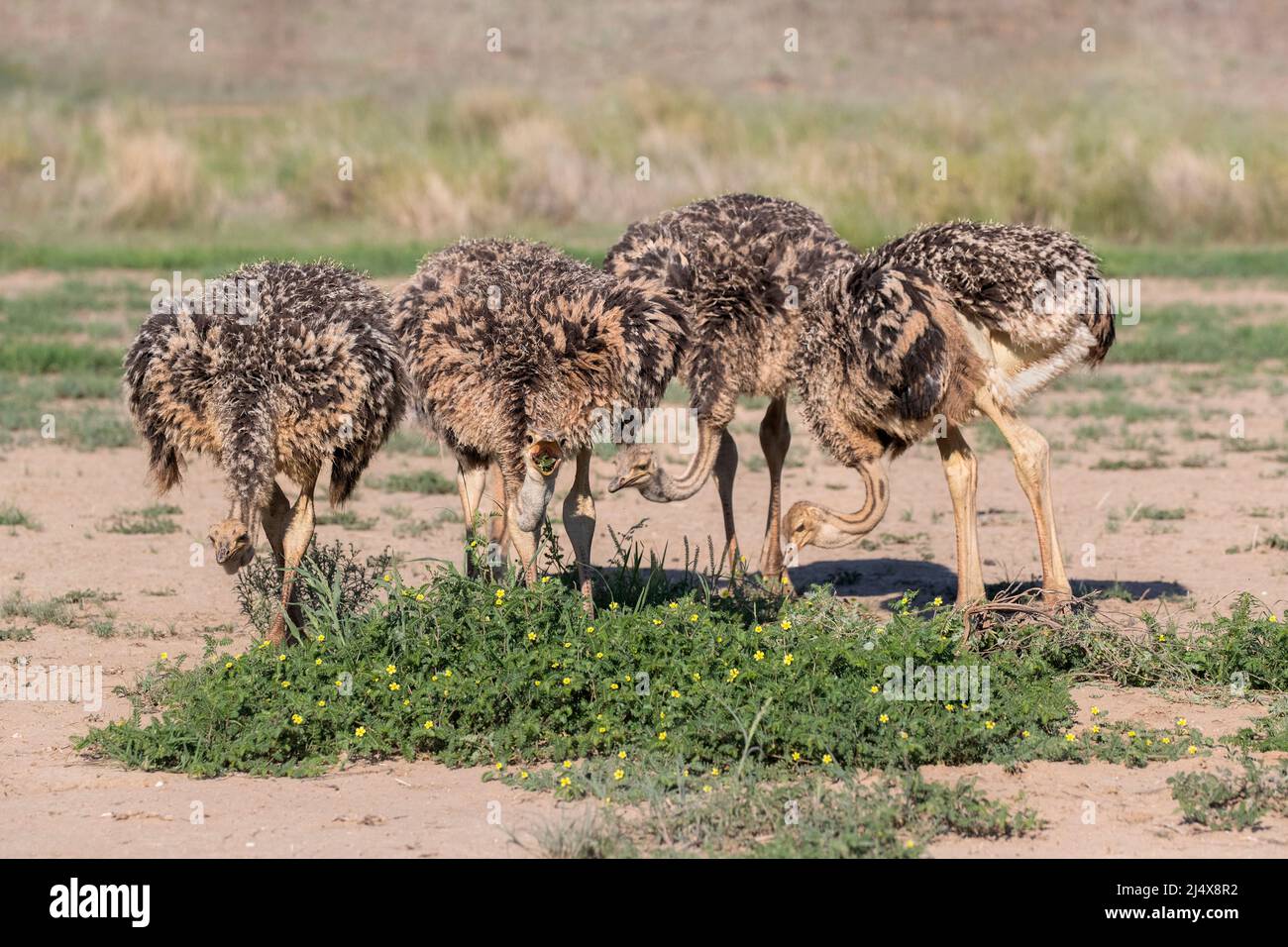 Alimentation des poussins d'autruche (Struthio camelus), parc transfrontier de Kgalagadi, Afrique du Sud, janvier 2022 Banque D'Images