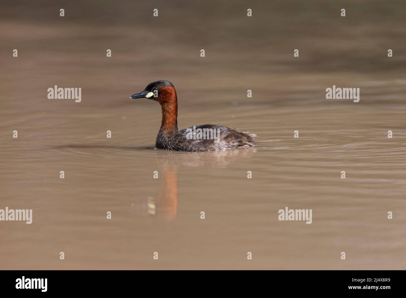 Little Grebe (Tachybaptus ruficollis), parc transfrontier de Kgalagadi, Afrique du Sud, janvier 2022 Banque D'Images