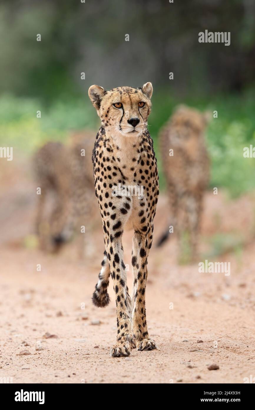 Cheetah (Acinonyx jubatus) femelle, parc transfrontier de Kgalagadi, Cap Nord, Afrique du Sud, février 2022 Banque D'Images