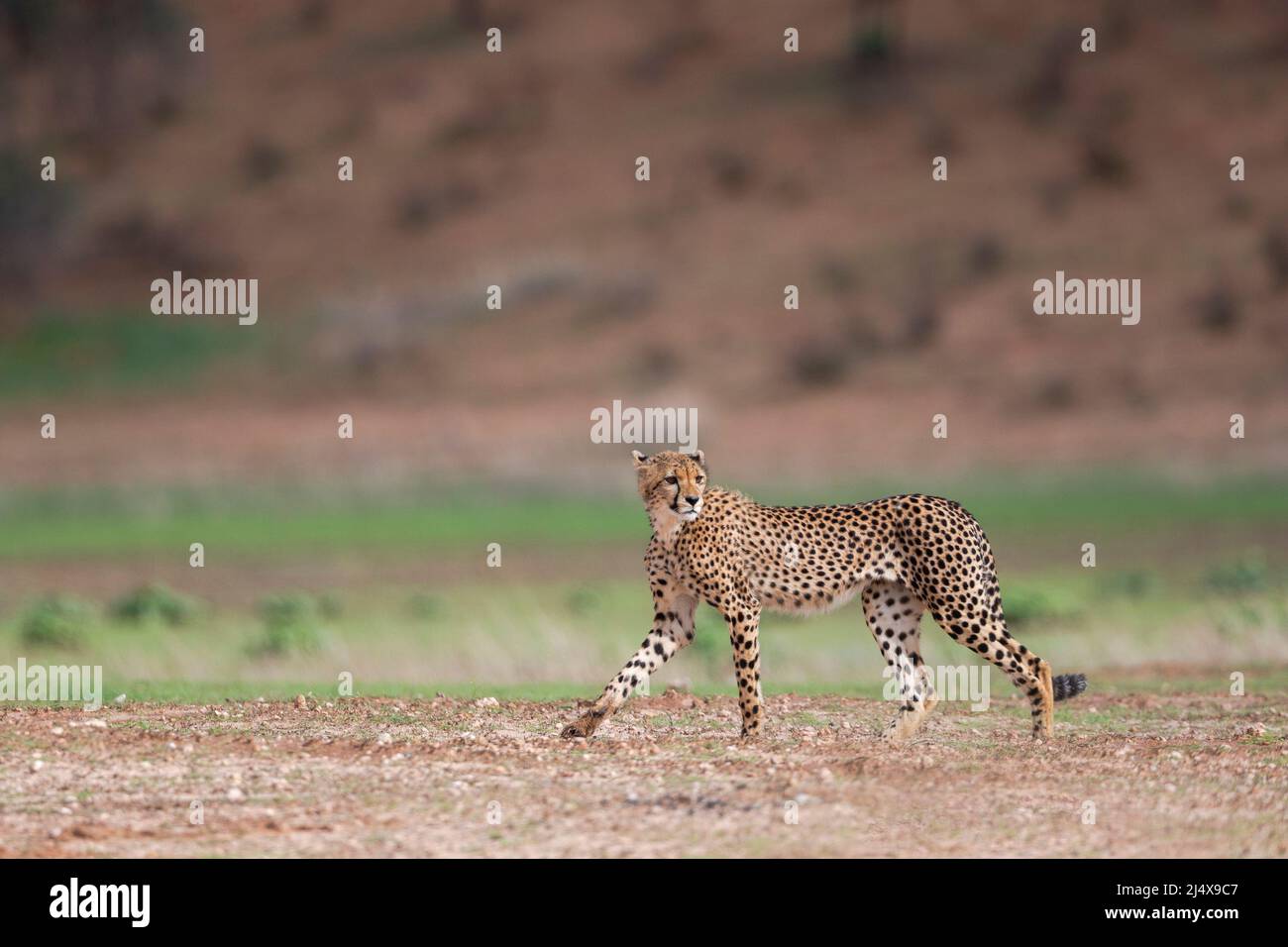 Cheetah (Acinonyx jubatus), parc transfrontier de Kgalagadi, Cap Nord, Afrique du Sud, février 2022 Banque D'Images