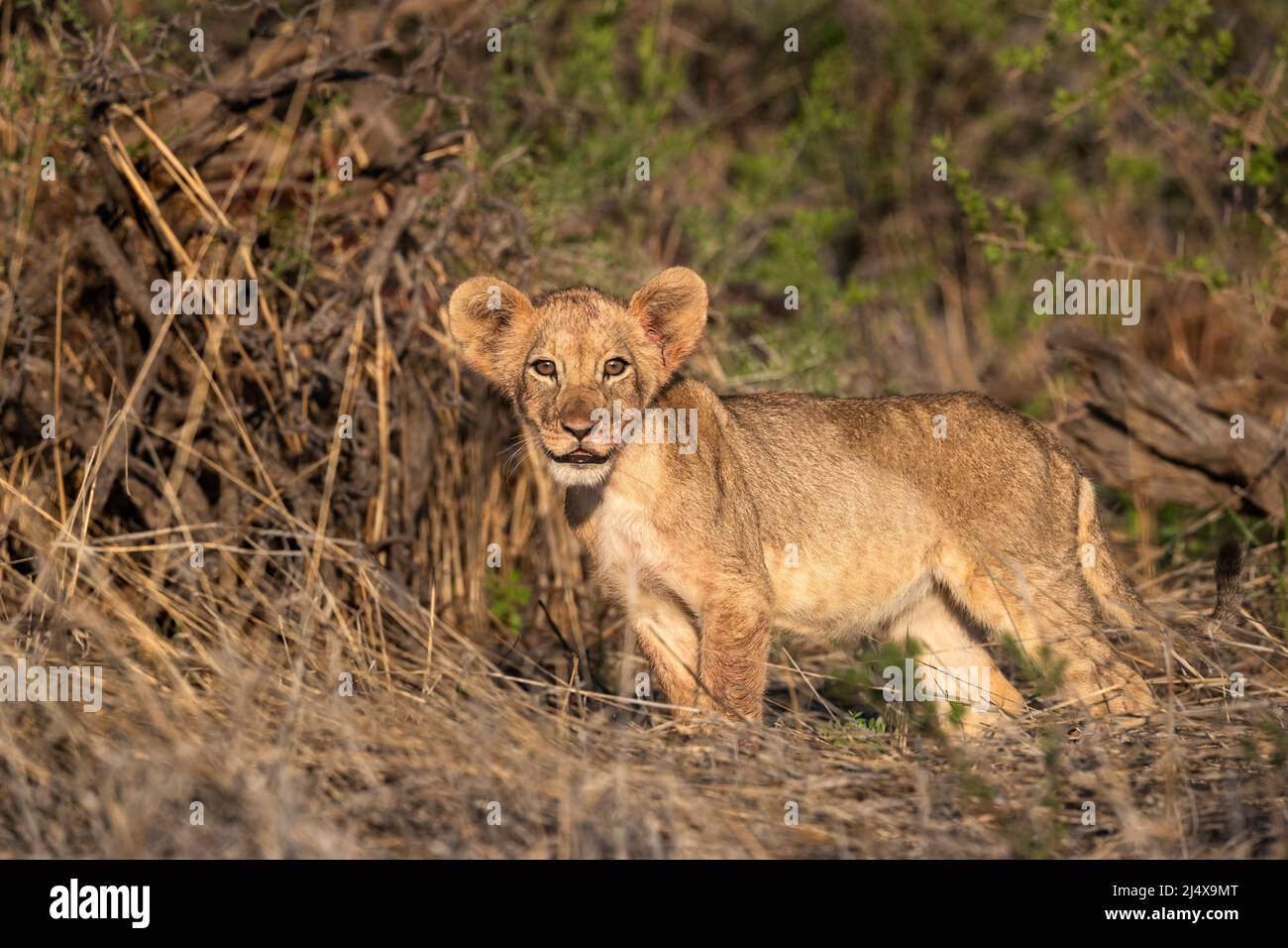 Lion cub (Panthera leo), parc transfrontier de Kgalagadi, Cap Nord, Afrique du Sud Banque D'Images