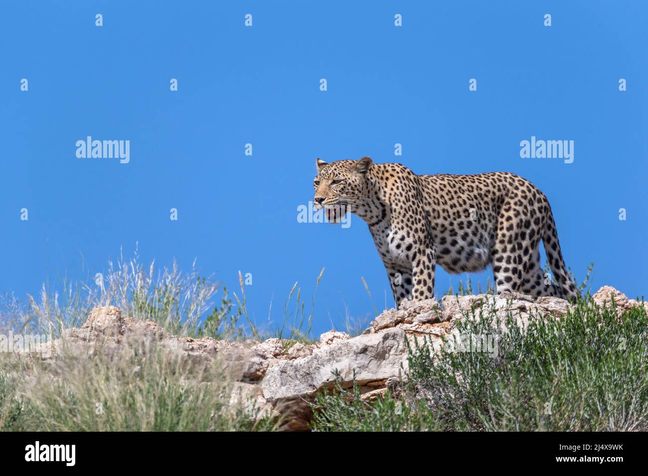 Leopard femelle (Panthera pardus), parc transfrontalier Kgalagadi, Afrique du Sud, janvier 2022 Banque D'Images
