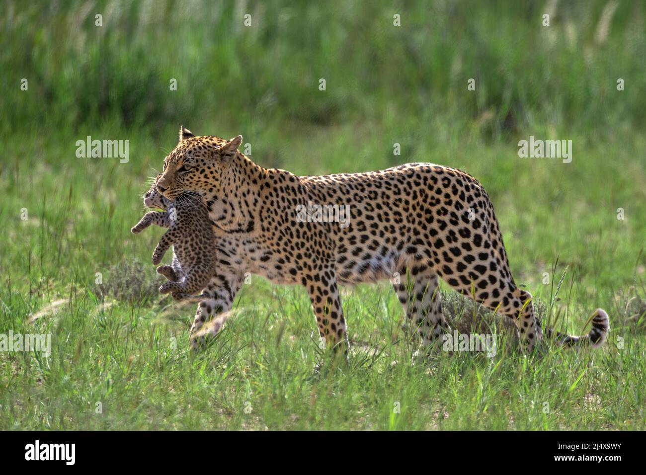 Femelle léopard (Panthera pardus) portant l'ourson vers un nouveau repaire, parc transfrontalier de Kgalagadi, Afrique du Sud Banque D'Images