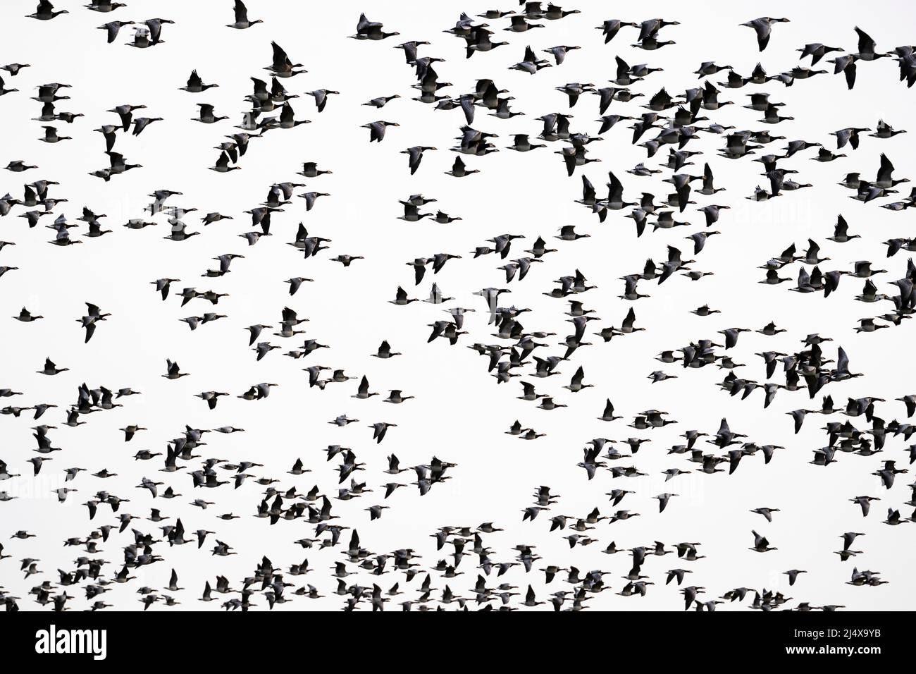 Bernaches de Barnacle (Branta leucopsis) en vol, réserve de Caerlaverock Wildfowl & Wetland Trust, Dumfries & Galloway, Écosse Banque D'Images