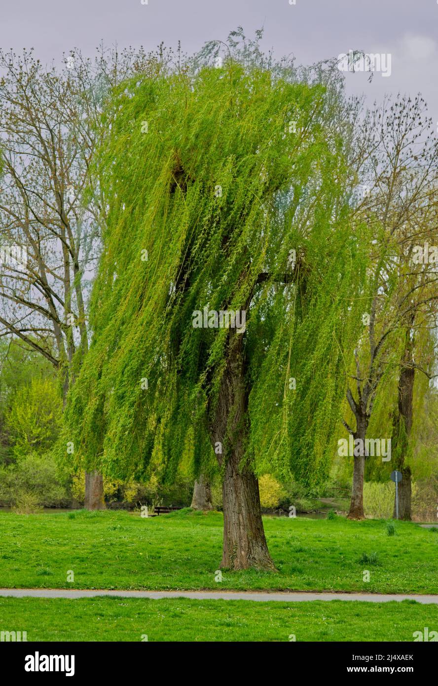 Saule pleurant (Salix babylonica) dans le vent avec un arbre sec (sorte d'une robe sèche-cheveux) Banque D'Images