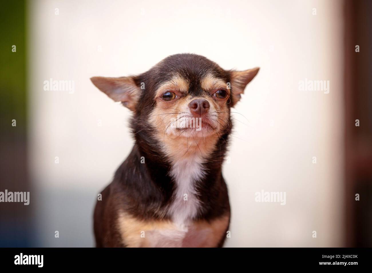 Vieux portrait de chien chiwawa intelligent Banque D'Images